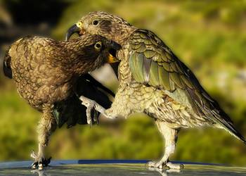 Probably a Male Adult kea