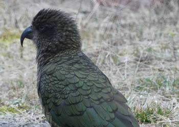 Probably a Male Adult kea