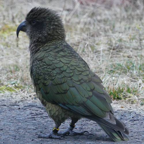 Probably a Male Adult kea
