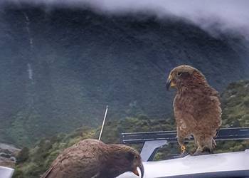 Probably a Male Adult kea