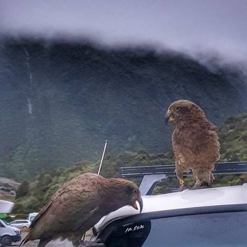 Probably a Male Adult kea