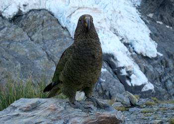 Probably a Female Adult kea