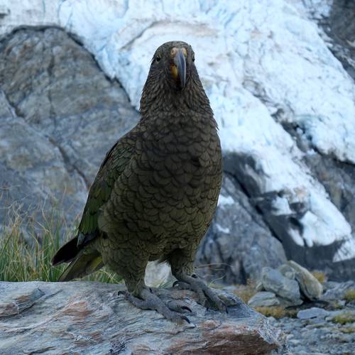 Probably a Female Adult kea