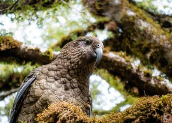 Probably a Male Adult kea