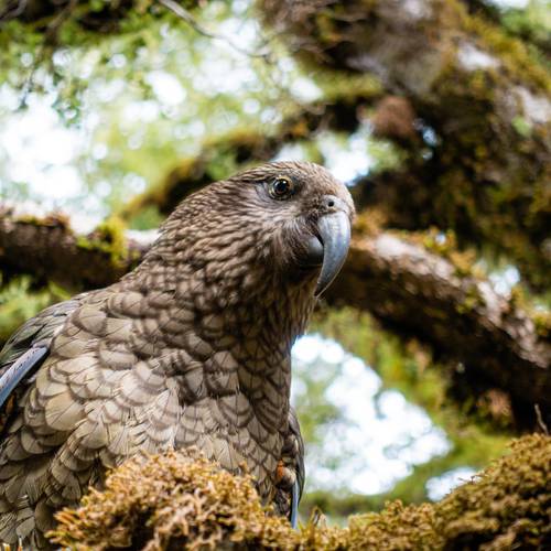 Probably a Male Adult kea