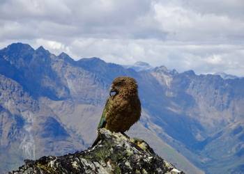 Probably a Male Adult kea