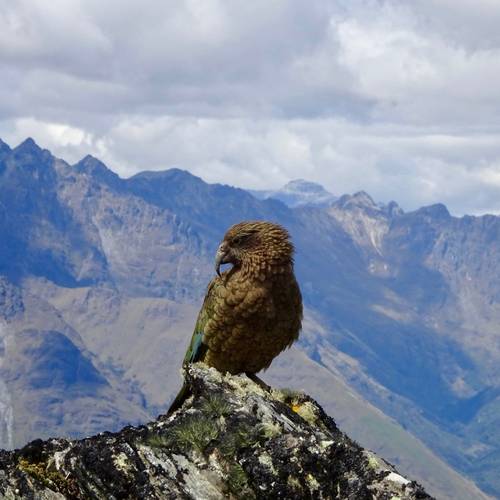 Probably a Male Adult kea