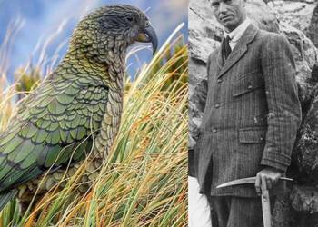 Probably a Male Adult kea
