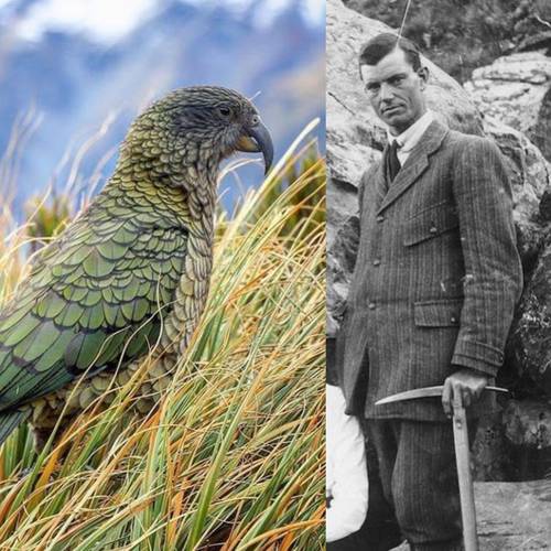 Probably a Male Adult kea