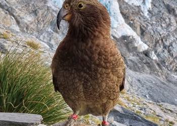 Probably a Female Adult kea