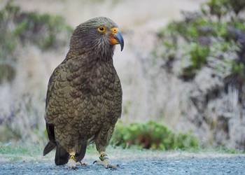 Probably a Male Adult kea