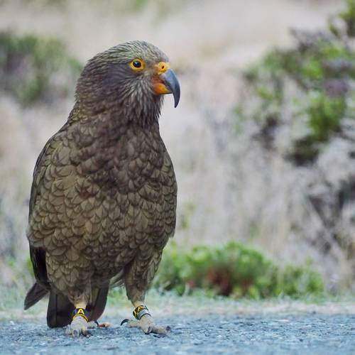Probably a Male Adult kea