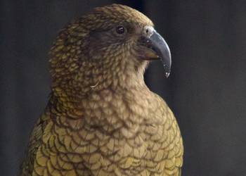 Probably a Male Adult kea