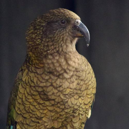 Probably a Male Adult kea