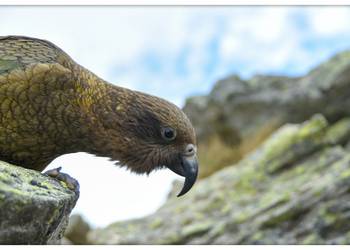 Probably a Male Adult kea