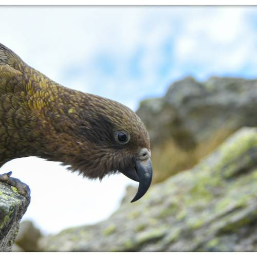 Probably a Male Adult kea