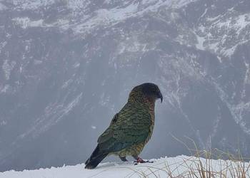 Probably a Male Adult kea