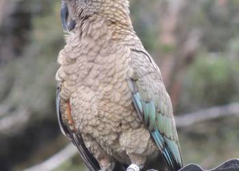 Probably a Male Adult kea