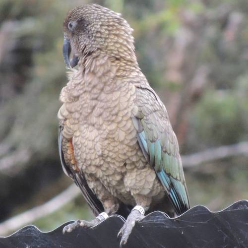 Probably a Male Adult kea