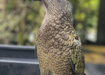 Probably a Male null kea