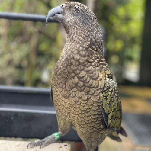 Probably a Male null kea