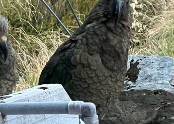 Probably a Male Adult kea