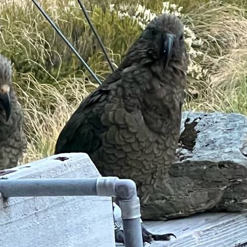 Probably a Male Adult kea
