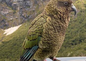 Probably a Male Adult kea