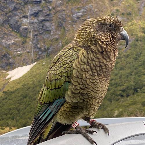 Probably a Male Adult kea