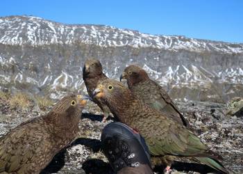 Probably a Male Sub-Adult kea