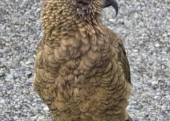 Probably a Male Adult kea