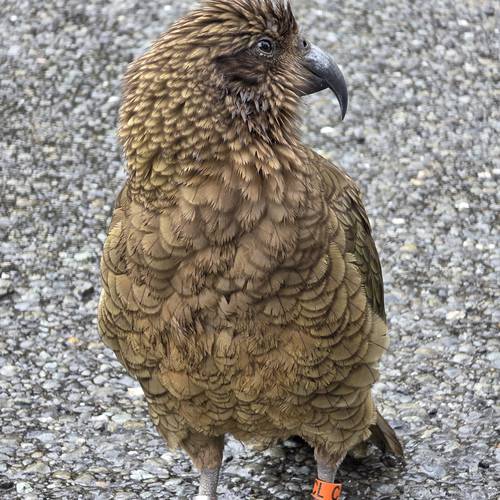 Probably a Male Adult kea