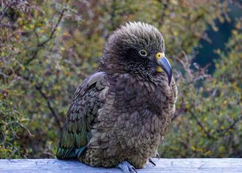 Probably a Male Adult kea