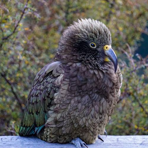Probably a Male Adult kea