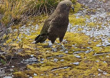 Probably a Female Sub-Adult kea