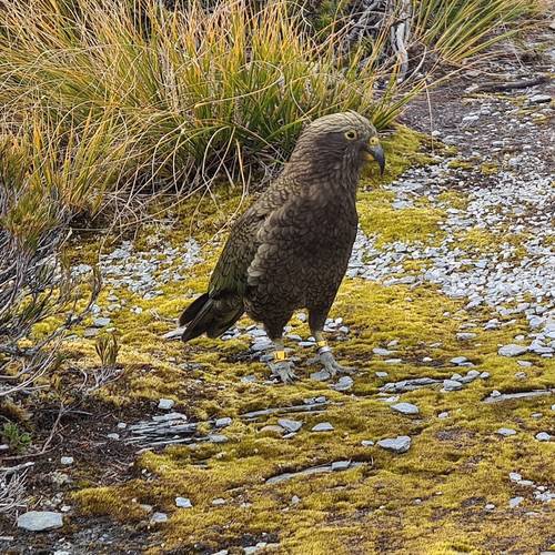 Probably a Female Sub-Adult kea