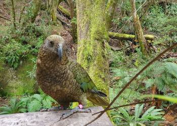 Probably a Male Adult kea