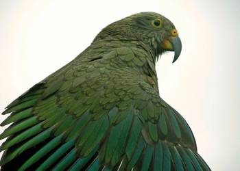 Probably a Male Adult kea