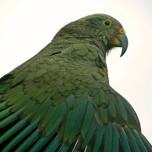 Probably a Male Adult kea