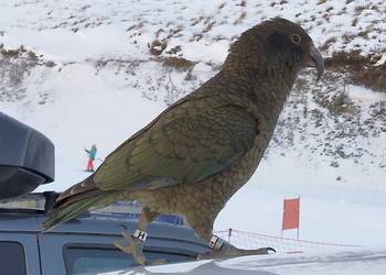Probably a Male Adult kea