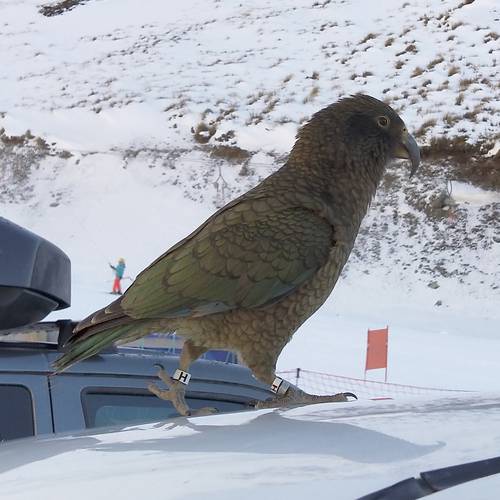 Probably a Male Adult kea