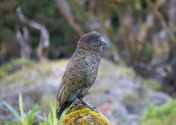 Probably a Female Adult kea