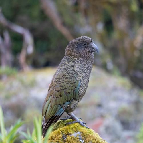 Probably a Female Adult kea