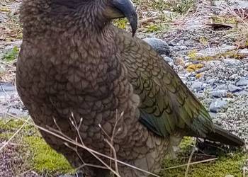 Probably a Male Adult kea