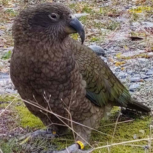 Probably a Male Adult kea