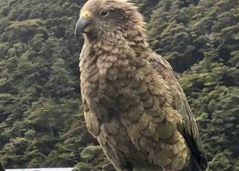 Probably a Female Adult kea