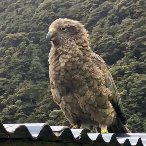 Probably a Female Adult kea