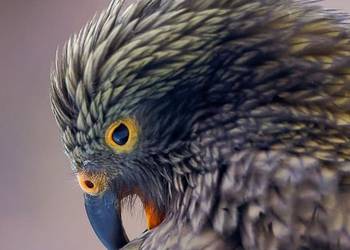 Probably a Female Adult kea