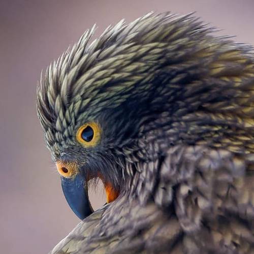 Probably a Female Adult kea