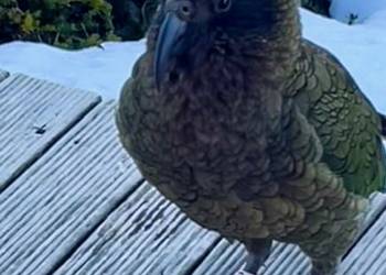 Probably a Male Sub-Adult kea